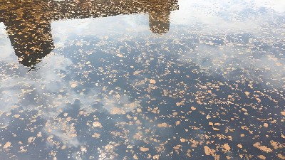 二沉池浮泥的成因与解决办法